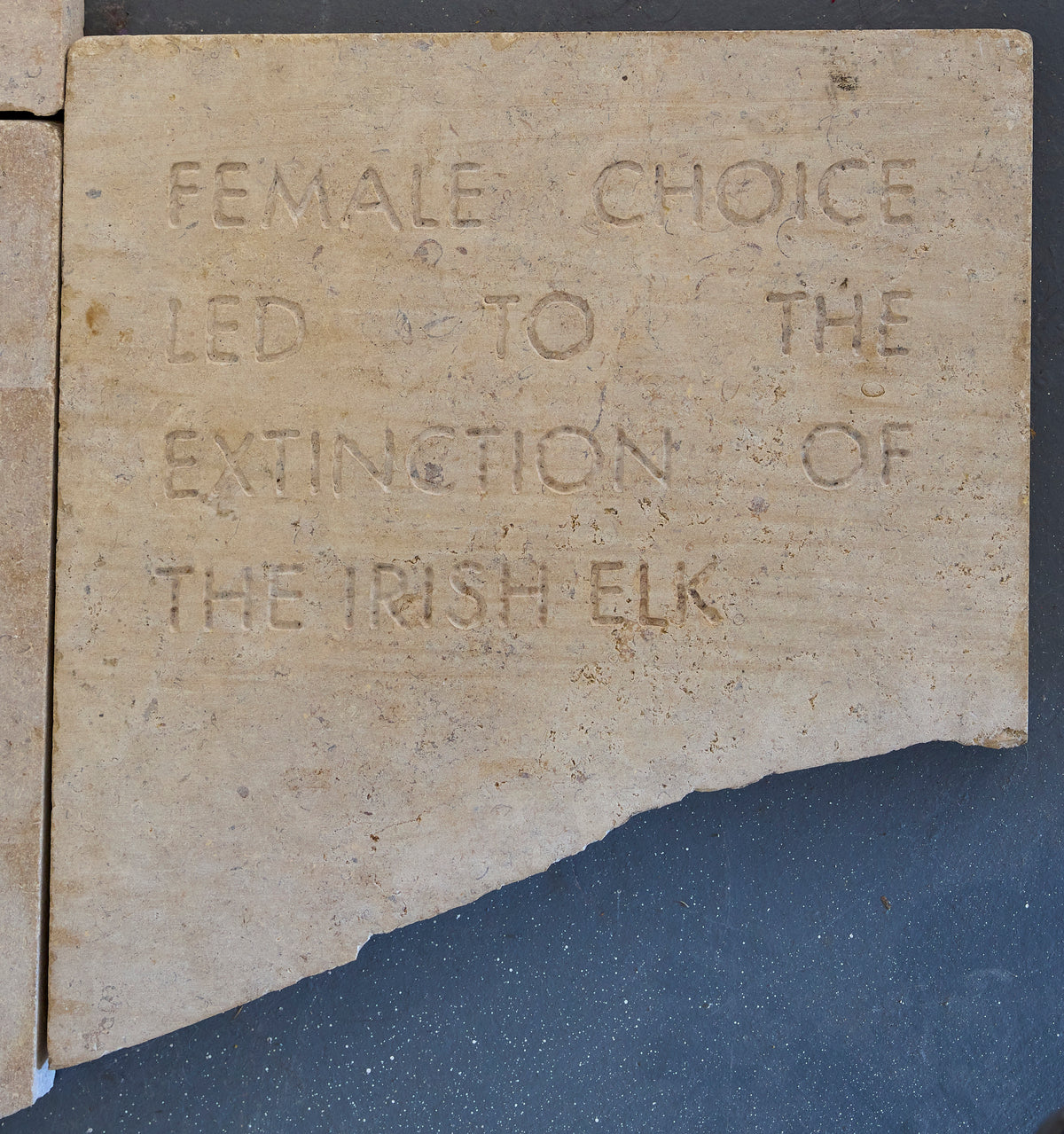 Phallusies 2 by Meredith Hall