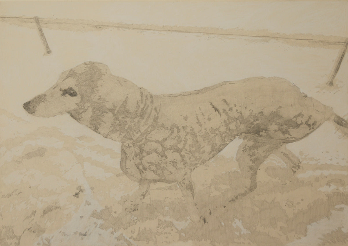 Dog rugged up in the snow by Bethany Shanahan