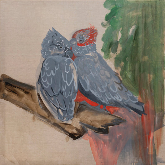 Gang-Gang Cockatoo