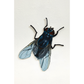Spoilt For Choice (Flies)