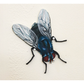 Spoilt For Choice (Flies)