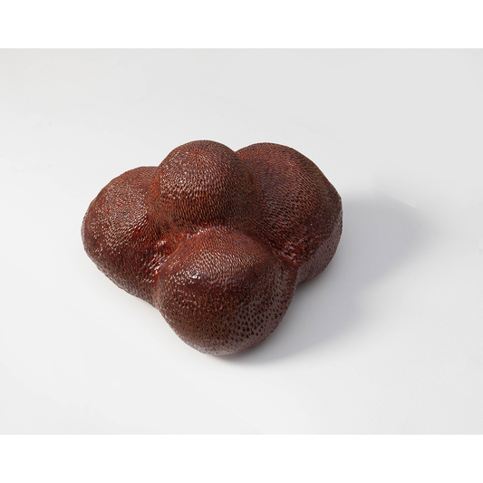 Nodule