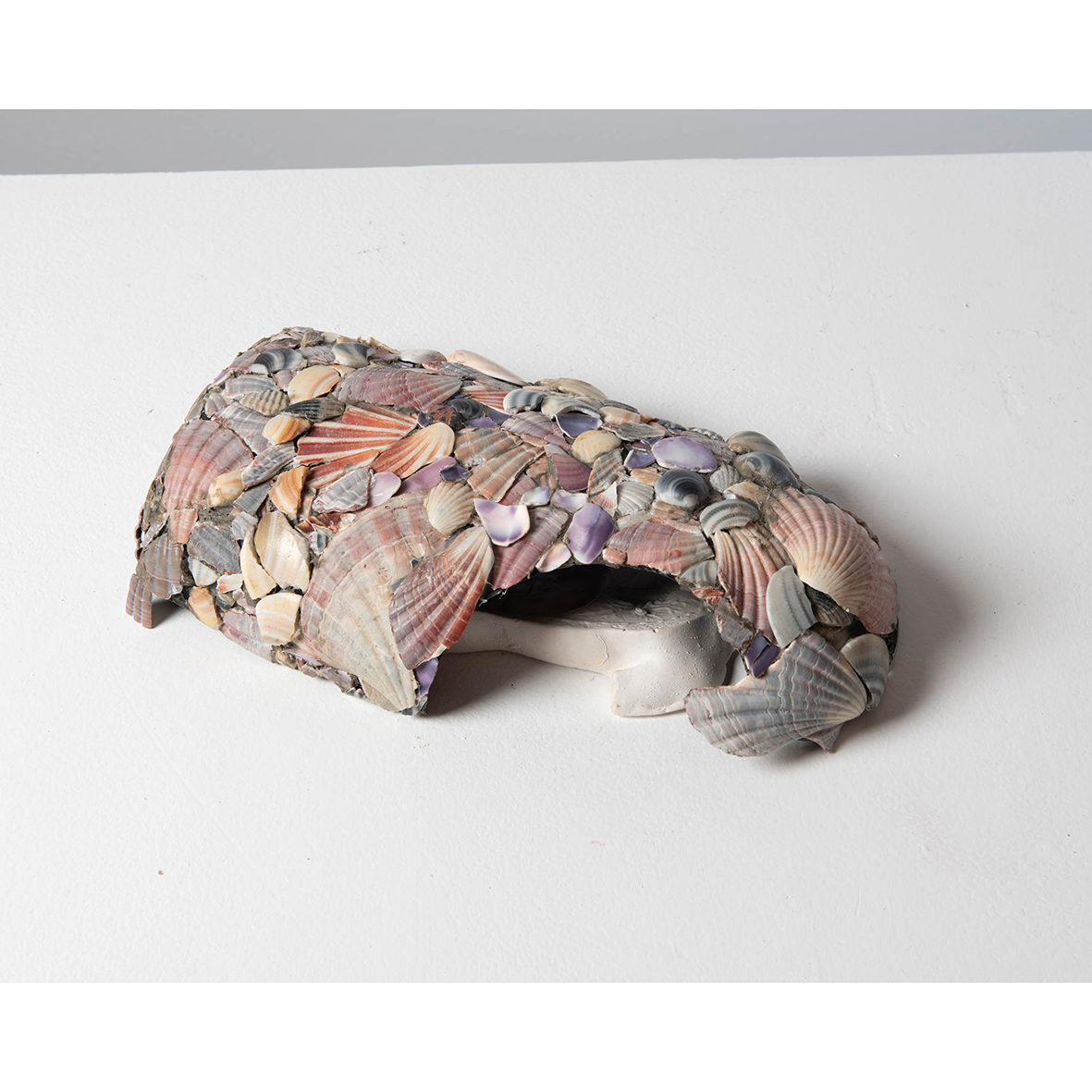Carapace 1